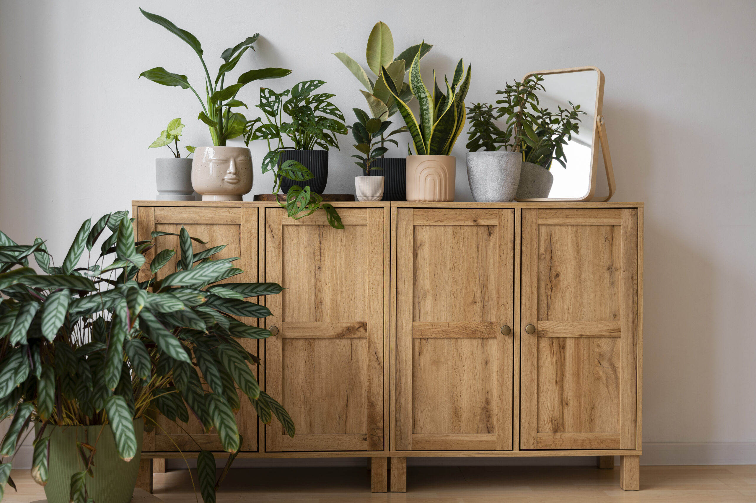 indoor-plants-studio